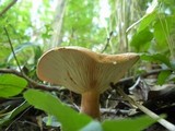 Lactarius volemus image