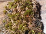 Octospora coccinea image