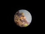 Octospora coccinea image