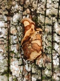 Fomes excavatus image