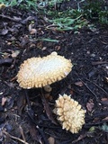 Amanita magniverrucata image