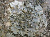 Punctelia borreri image