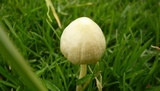 Conocybe apala image