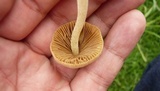 Conocybe apala image