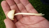 Conocybe apala image