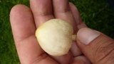 Conocybe apala image