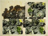 Punctelia borreri image