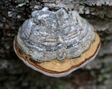 Fomes excavatus image