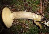 Tylopilus felleus image