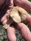 Leucoinocybe lenta image