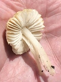 Leucoinocybe lenta image