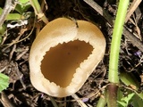 Peziza vesiculosa image