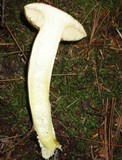 Tylopilus felleus image