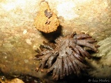 Schizophyllum umbrinum image