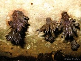 Schizophyllum umbrinum image