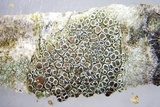 Lecanora hybocarpa image