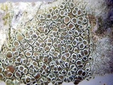 Lecanora hybocarpa image