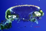 Lecanora hybocarpa image