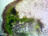 Lecanora hybocarpa image