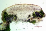 Lecanora hybocarpa image