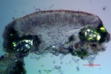 Lecanora hybocarpa image