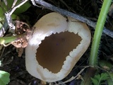 Peziza vesiculosa image