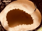 Peziza vesiculosa image