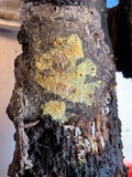 Mycoacia aurea image