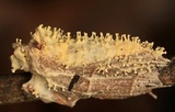 Cordyceps tuberculata image