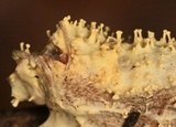 Cordyceps tuberculata image