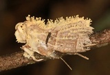 Cordyceps tuberculata image