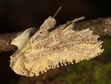 Cordyceps tuberculata image