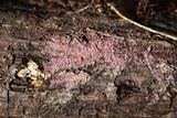 Tulasnella violea image