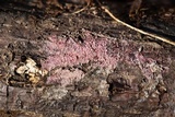 Tulasnella violea image