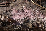 Tulasnella violea image