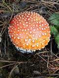Amanita amerimuscaria image