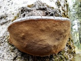Phellinus tremulae image