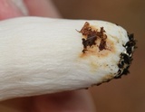 Russula crustosa image