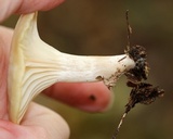 Cuphophyllus virgineus image