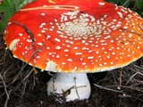 Amanita amerimuscaria image