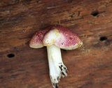 Tricholomopsis rutilans image