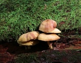 Callistosporium luteo-olivaceum image