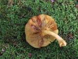 Callistosporium luteo-olivaceum image