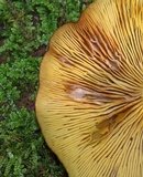 Callistosporium luteo-olivaceum image