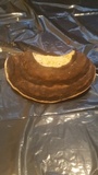 Fomitopsis ochracea image