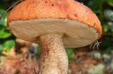 Leccinum manzanitae image