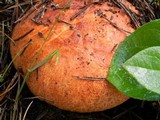 Leccinum manzanitae image