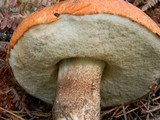 Leccinum manzanitae image