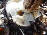 Tricholoma dryophilum image