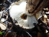 Tricholoma dryophilum image